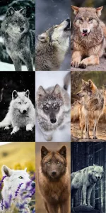 Wolf Wallpaper HD app screenshot 16