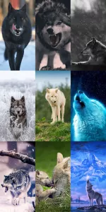 Wolf Wallpaper HD app screenshot 20