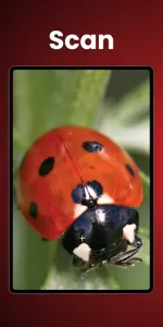 Insect Identifier  app screenshot 6