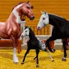 Star Equestrian  app icon