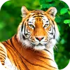 Tiger Wallpaper 2024 app icon