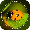 Insect identifier by Photo Cam app icon