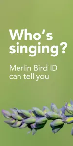 Merlin Bird ID by Cornell Lab app screenshot 1