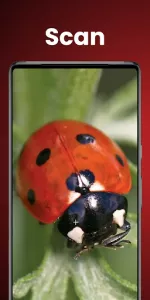 Insect Identifier  app screenshot 2