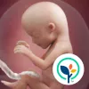 Pregnancy App & Baby Tracker app icon