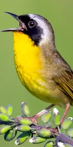 Merlin Bird ID by Cornell Lab app screenshot 2