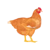 My Poultry Manager  app icon