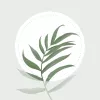 Blossom  app icon